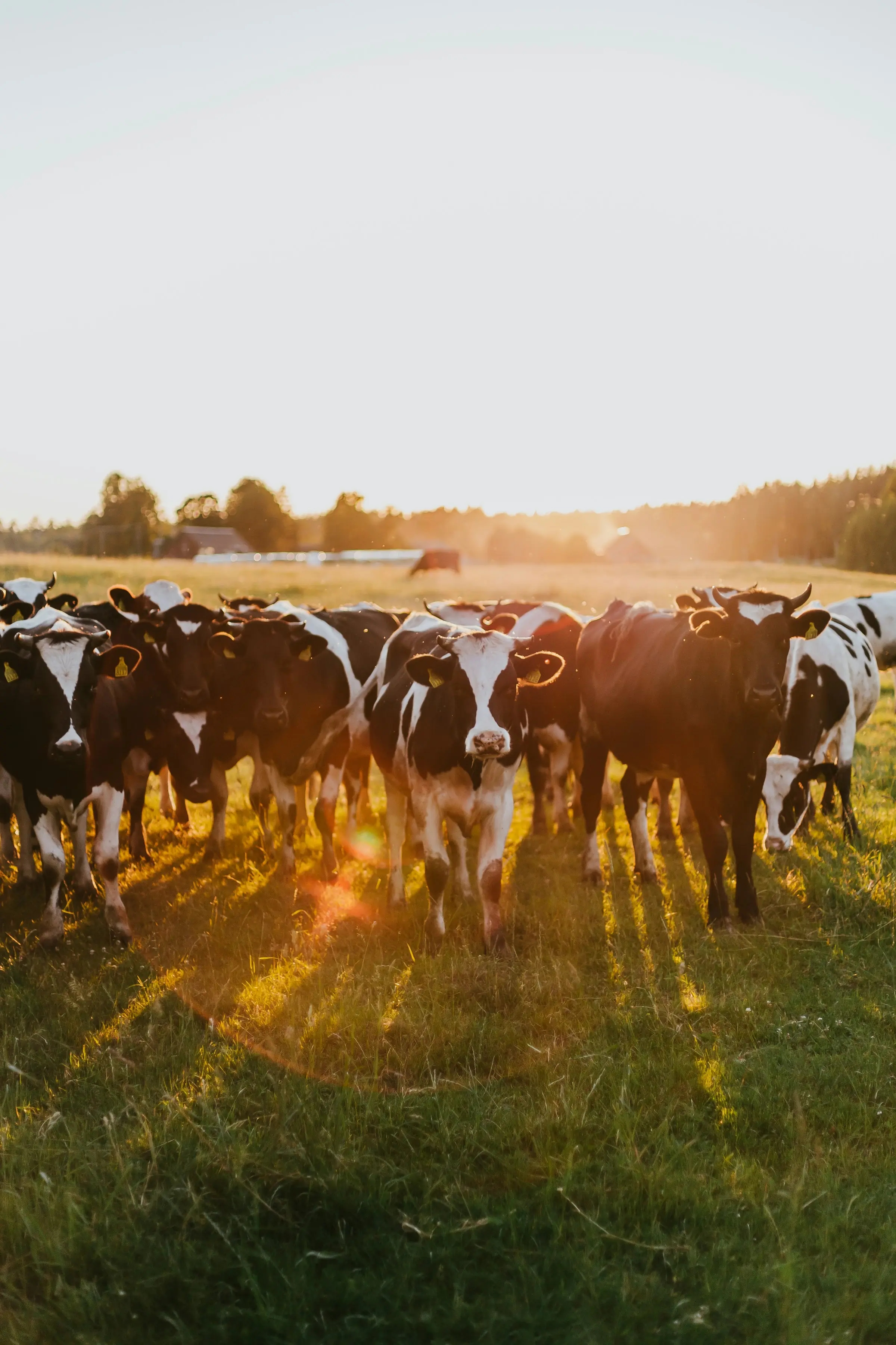 Cows